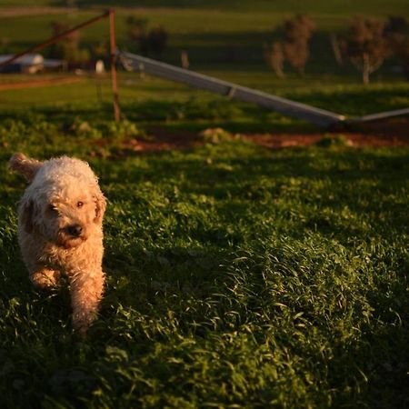 Wantana Cottage Farmstay Boorowa Eksteriør billede